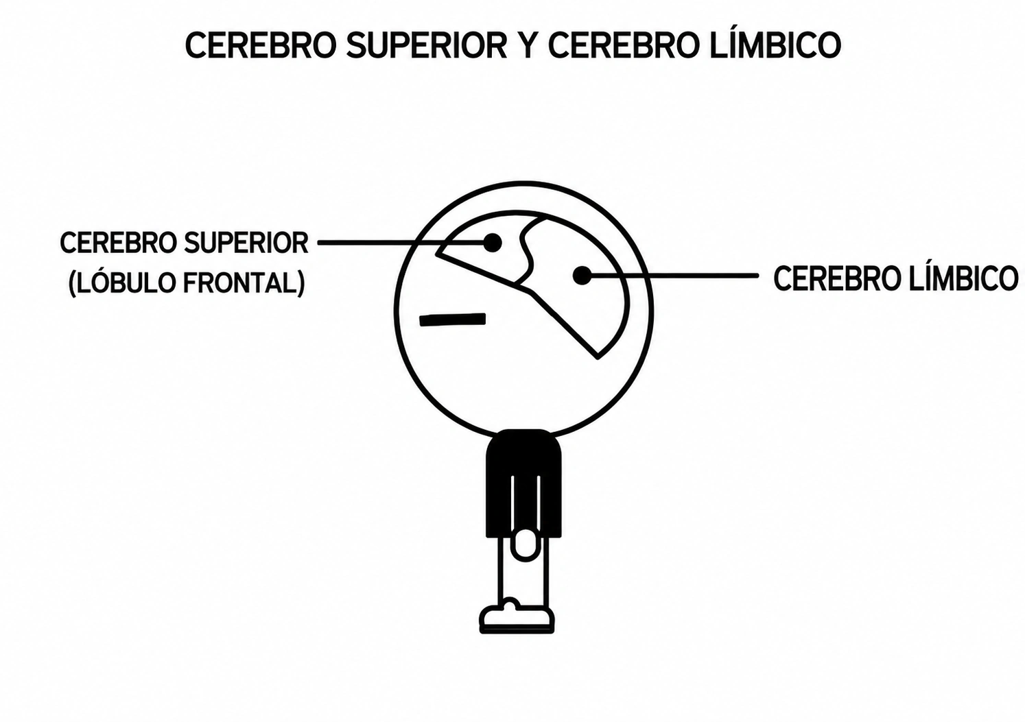 Esquema anatómico simplificado del modelo del autor. Señala el cerebro superior o lóbulo frontal y el sistema límbico, rotulado «cerebro límbico» en la ilustración.
