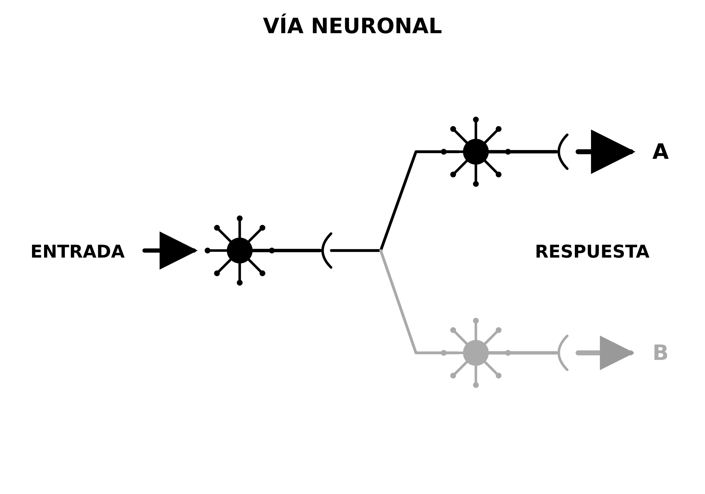 Vía neuronal: una entrada conduce a dos respuestas posibles. La vía de la respuesta A aparece reforzada y en negro; la de la respuesta B está atenuada y en gris.